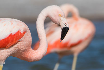 Close-up of bird