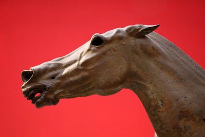 Close-up of horse against red background