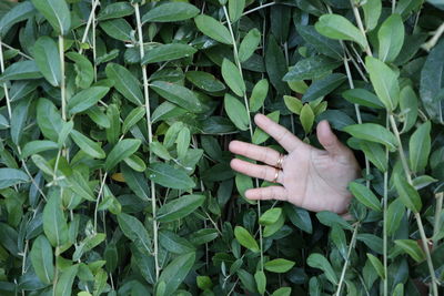 Cropped image of hand touching leaves