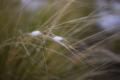 Close-up of dandelion on spider web