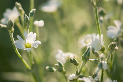 Close-up of white flowering plant on field