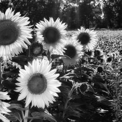 Close-up of flowering plants on field