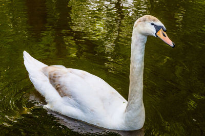 White swan floating on lake