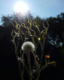 Close-up of flower against sky