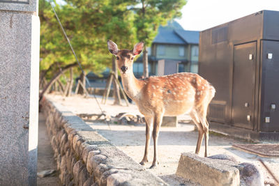 Deer standing by wall