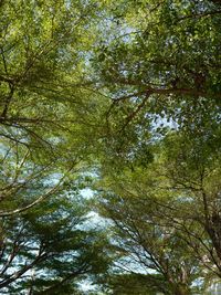 Low angle view of trees in forest