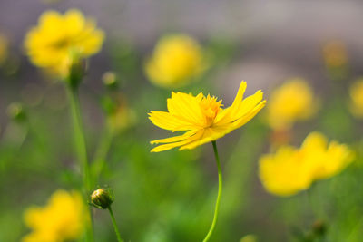 Close-up of yellow flowering plant