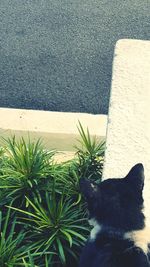 High angle view of dog by water