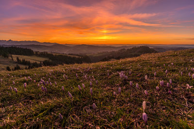 Scenic view of field against sky during sunset