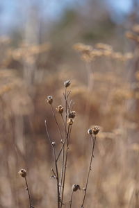 Close-up of dry plant on field