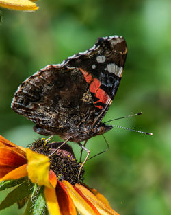 Close-up of butterfly pollinating on flower