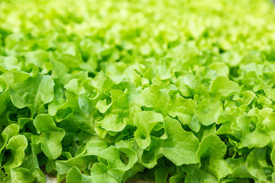 Full frame shot of fresh green leaves