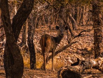 Deer in a forest