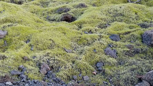 High angle view of green landscape