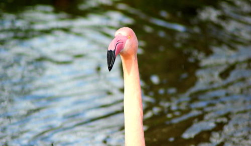 Close-up of a flamingo against rippled water