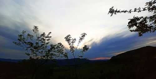 Low angle view of silhouette trees against sky during sunset