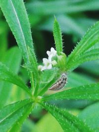 Close-up of insect on leaf