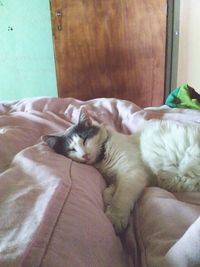 Close-up of cat relaxing on bed at home