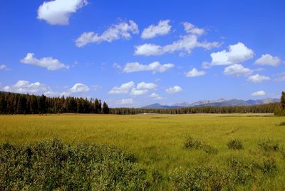 Scenic view of field against blue sky