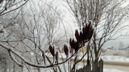 Close-up of frozen plant on snow covered field