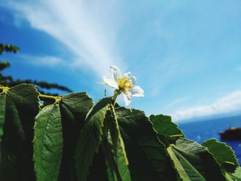 Close-up of flowering plant against sky