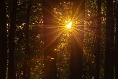 Sunlight streaming through trees in forest