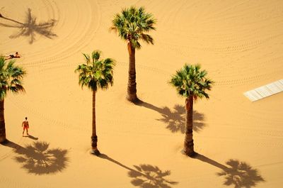 Palm trees against sky