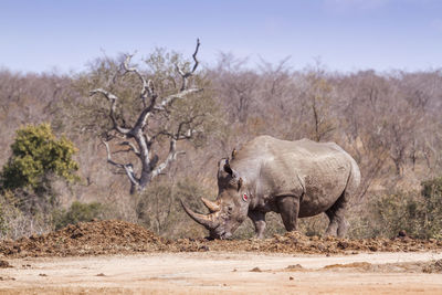 Side view of elephant on land