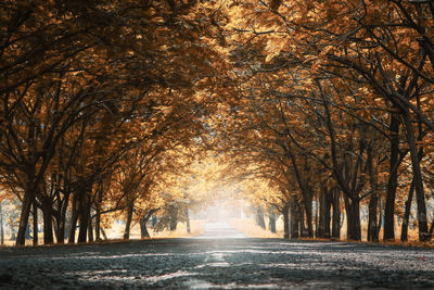 Road amidst trees during winter