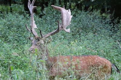 Deer in a forest