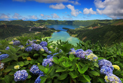 Purple hydrangeas blooming against lake at azores