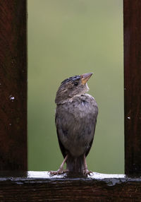 Sparrow lands in a gap between the fence.