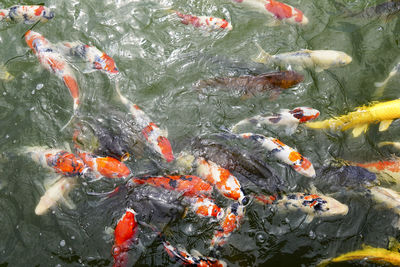 View of koi carps swimming in lake