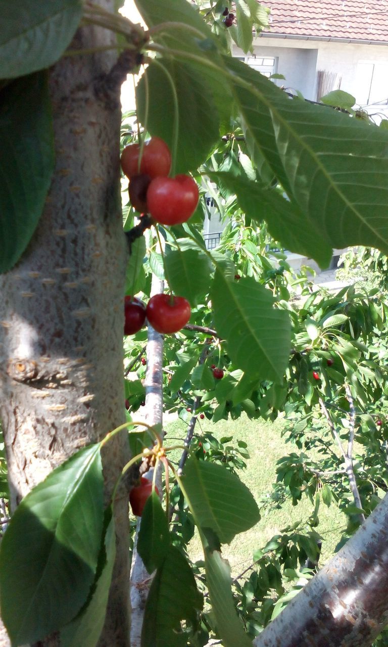 leaf, growth, freshness, red, fruit, plant, food and drink, tree, green color, nature, healthy eating, growing, close-up, sunlight, beauty in nature, food, hanging, agriculture, branch, day