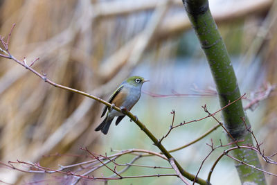 Close-up of bird perching on branch