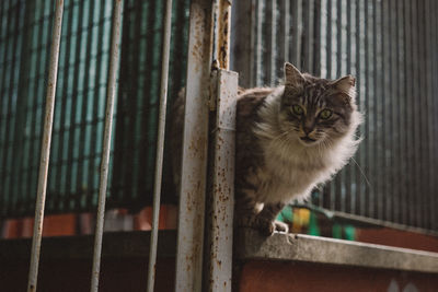 Portrait of cat looking through window