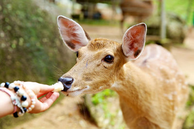 Close-up of hand feeding deer