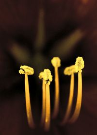 Close-up of flowers against blurred background