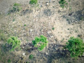 High angle view of plants growing on field