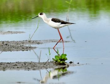 Bird perching on a lake