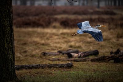 Close-up of bird flying over field