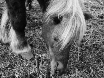 Close-up of horse on field