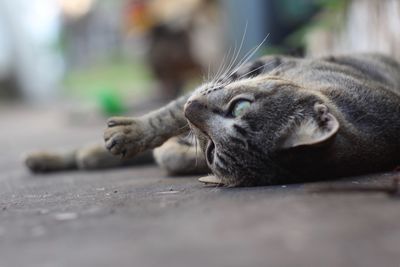 Close-up of a cat lying on floor