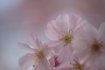 Close-up of pink cherry blossoms