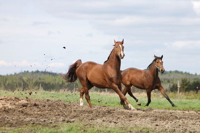 Horses on field against sky