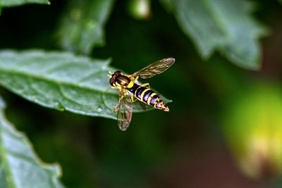 Close-up of insect on leaf