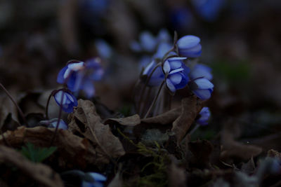 Close-up of purple flowering plant on field