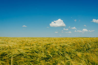 Spikelets of wheat in field on a background of blue sky with small clouds