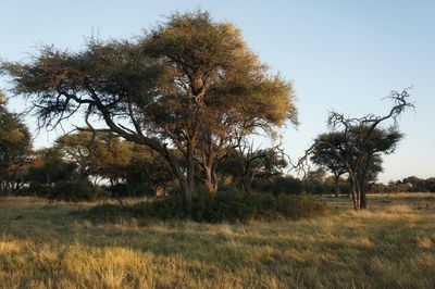 Trees on landscape against sky