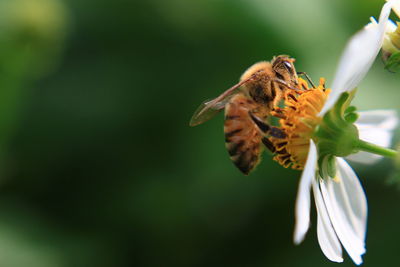 Close-up of bee pollinating on flower